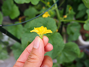 人工授粉