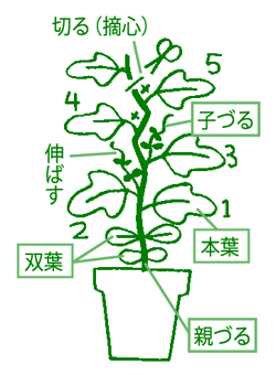 親づるの摘心イラスト