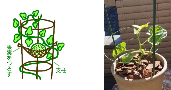 支柱立て・誘引