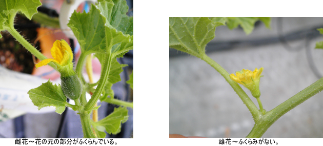 雌花