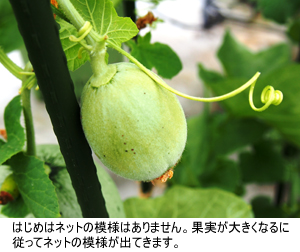 小さな果実