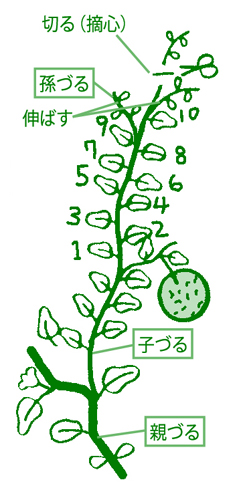 摘心イラスト
