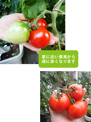 完熟したトマト