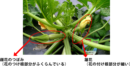 雄花・雌花