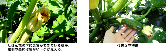 しぼんだ花