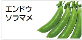 エンドウマメ ソラマメ