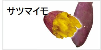 サツマイモ