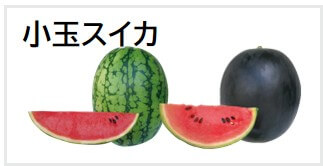 小玉スイカ