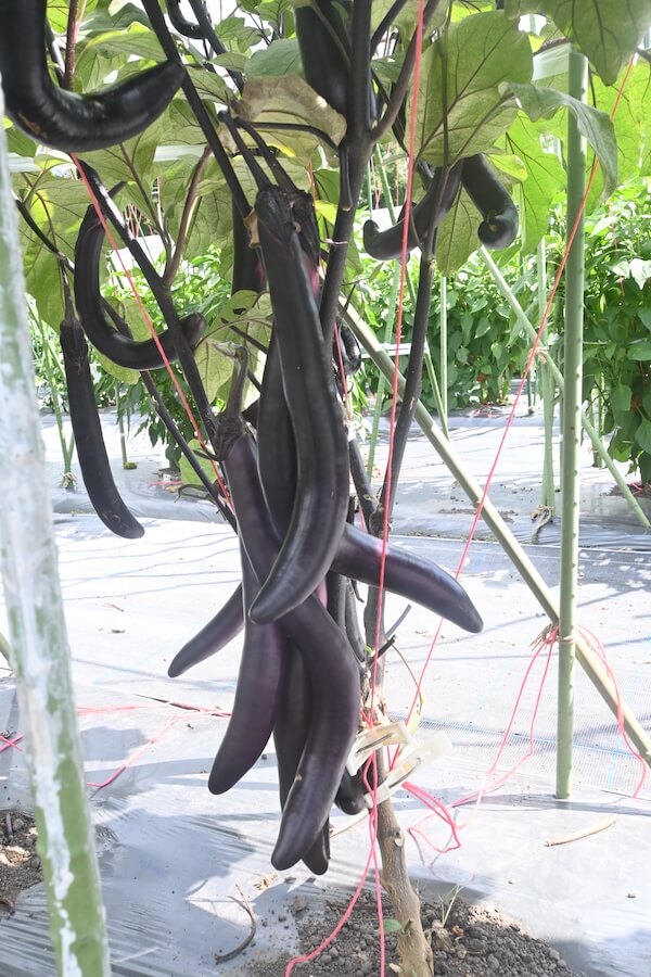 めちゃ長っ!ウマとろナス