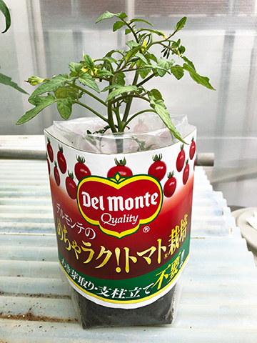 めちゃラク！®トマト 栽培セット