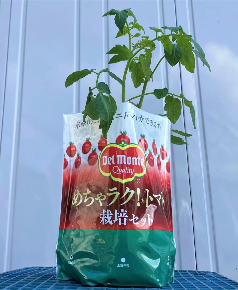 めちゃラク！®トマト 栽培セット