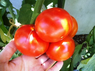 ピカピカまんまるのトマト