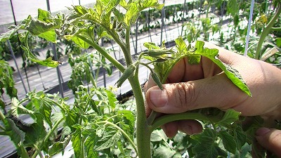 わき芽は、葉の部分を指でつまみ、横に押し倒すと付け根から簡単に摘み取ることができます。