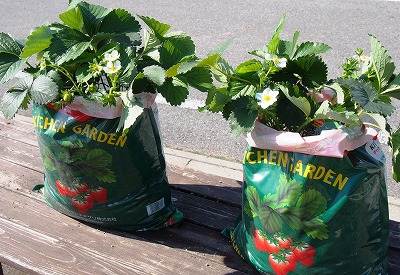 「キッチンガーデン培養土イチゴ用（肥料入り）」は、袋のまま栽培することもできます。